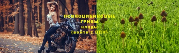 прущие грибы Балахна